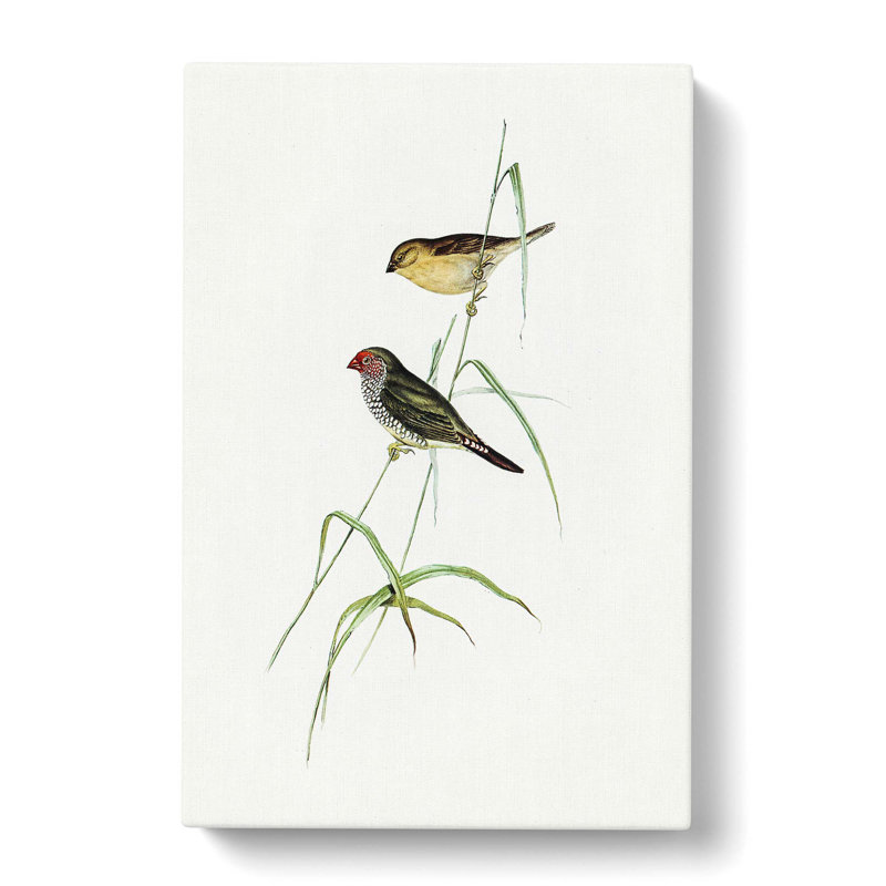 Finch by Elizabeth Gould - Wrapped Canvas, 50cm H x 35cm W x 3cm D