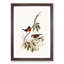 Norfolk Island Robin by Elizabeth Gould - Framed Print-55576900-55576901
