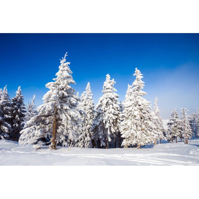 Henryville Pine Trees In Snow - Wrapped Canvas Print, 30cm H x 46cm W x 3.8cm D