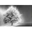 Enlightened Tree by Don Schwartz - Wrapped Canvas Print-998336706