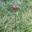 Amelie Garden-941996072