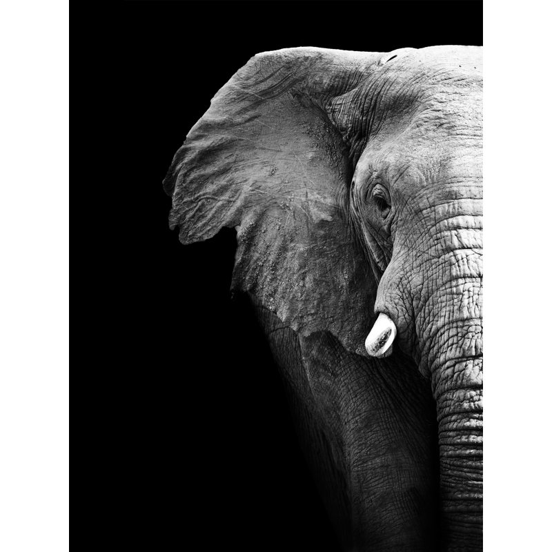 Décoration murale éléphant en acrylique en noir et blanc, L 40 po x H 60 po