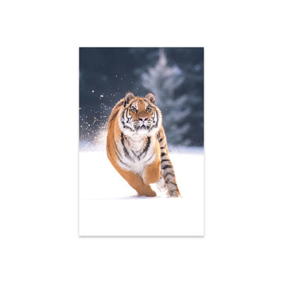 Siberian Tiger Running In The Snow IV On PlasticAcrylic by Dick Van Duijn Painting