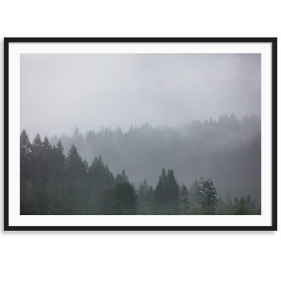 Redwoods " Redwoods In The Fog " by Carly Tabak