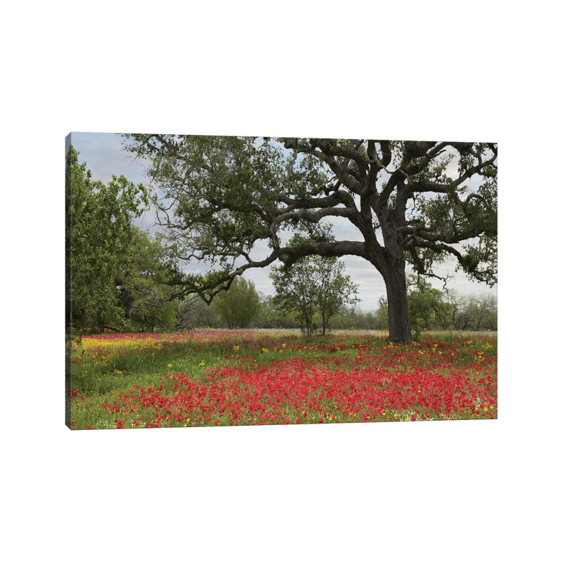 Drummond's Phlox Meadow Near Leming, Texas by Tim Fitzharris - Wrapped Canvas Print, 20.32 cm H x 30.48 cm W