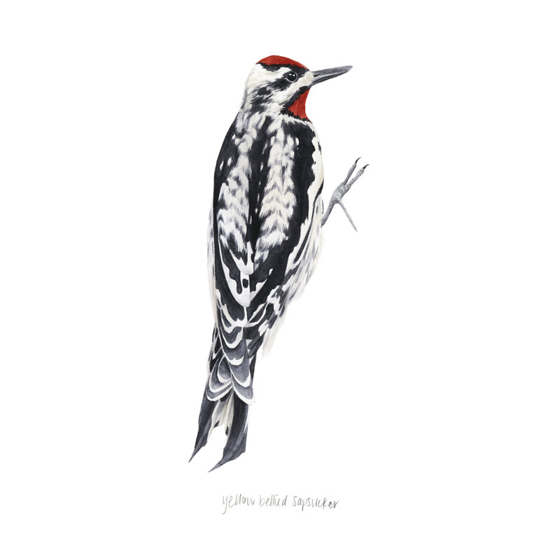 Watercolour Woodpecker I - Painting, Black Floater Framed, 46cm H x 30cm W