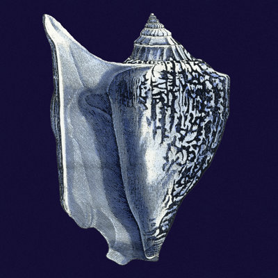 Y SE PAPER Indigo Shells I