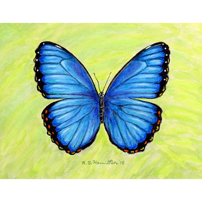 Récapitulatif 18" morpho Ronald