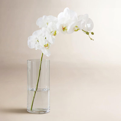 Phalaenopsis Orchid Stems