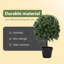 50cm Plant