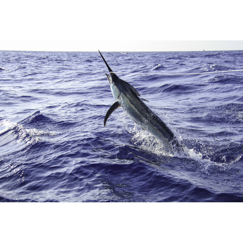 Black Marlin Jumping Near Boat by Kelly Dalling - Wrapped Canvas Print, 30.48cm H x 45.72cm W
