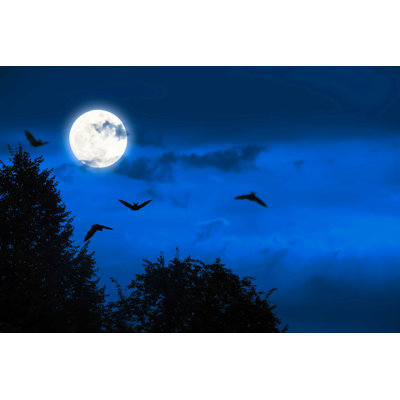 " Mystic Halloween Background " by Winyuu