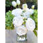 Arrangement d'hortensias verts dans un vase