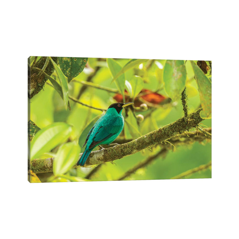 Costa Rica, La Selva Biological Station. Green Honeycreeper Bird On Limb. by Jaynes Gallery - Wrapped Canvas Print