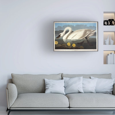 John James Audubon Common American Swan. Whistling Swan Fromthe Birds Of America Canvas Art