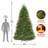 10ft. Dunhill Fir Tree