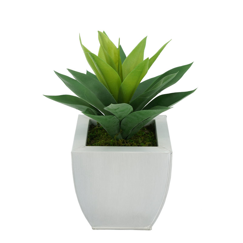 Plante grasse artificielle 7 po en pot, Crème