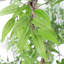 140cm Faux Tree in Metal Planter-101685119