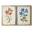 «Botanical I», ensemble de 2 reproductions d'art-271774482-272082558-272082547