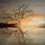 «Red Leafs B» par Parvez Taj - reproduction de photo sur toile-23840147