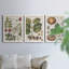 Exotic Botanique I - Ensemble de 3 peintures sur toile encadrées-595385047-595385051