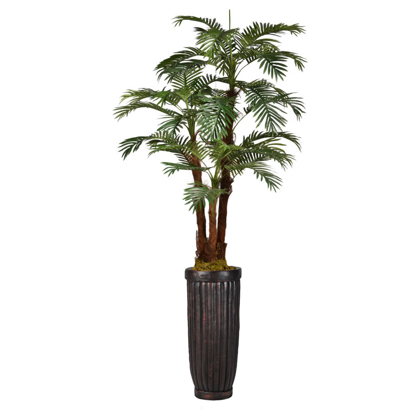 Palmier de Panama en pot