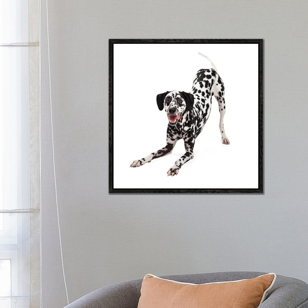 Verspielter dalmatinischer Hund mit Verbeugung von Susan Richey - Galerie-verpackte Leinwand Giclée