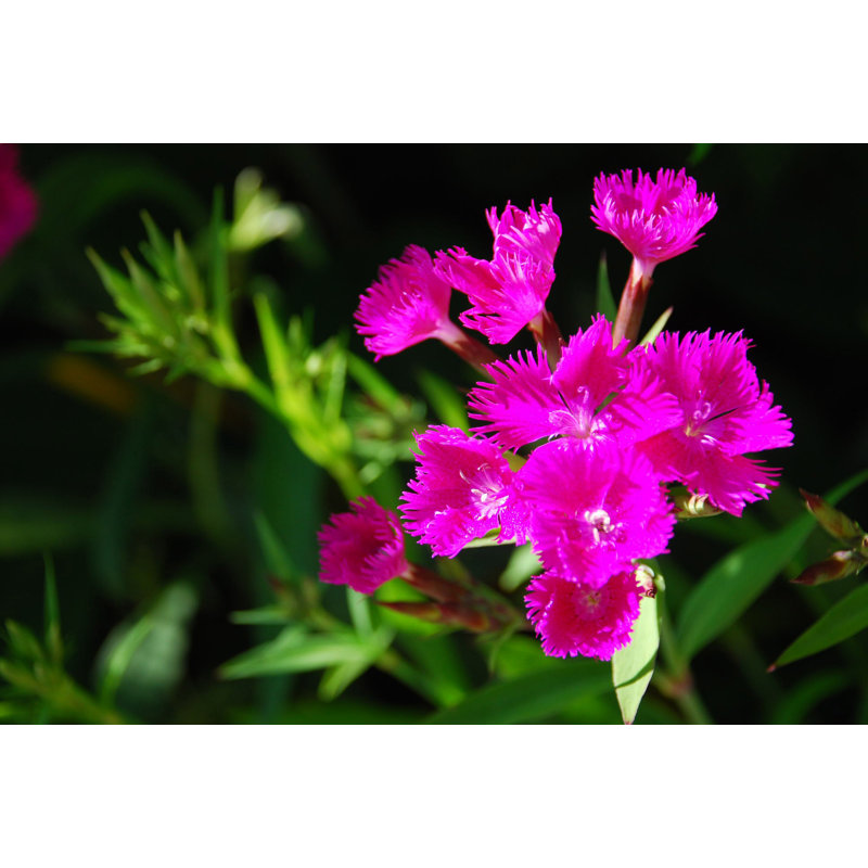 Hot Pink Spiky Flowers - Photographie sur toile tendue, H 12 po x l 18 po x P 1,25 po