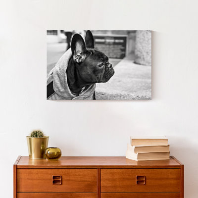 " Dog Photography "