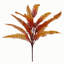 Annelies 55 Plant