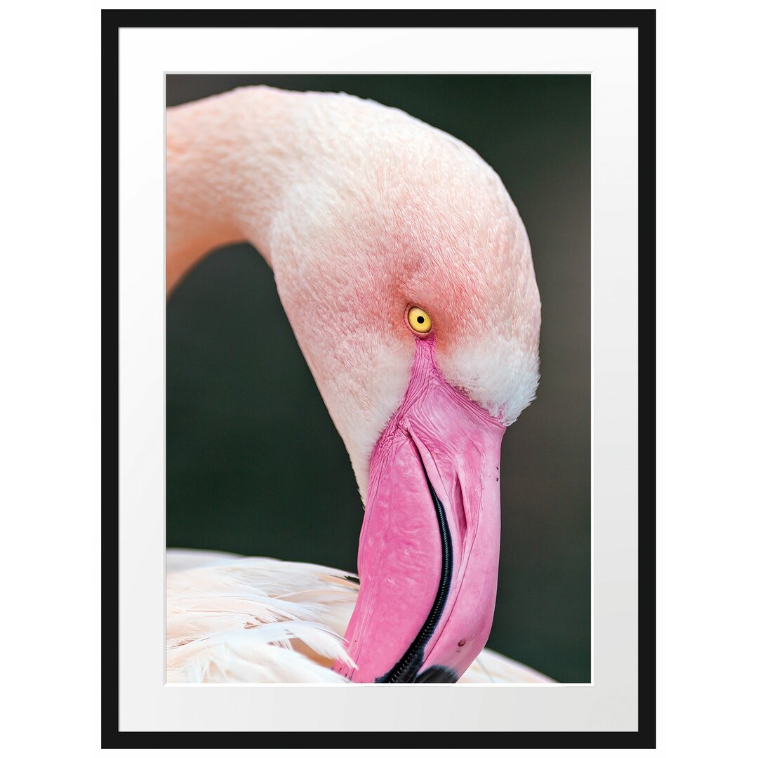 Gerahmtes Poster Flamingo beim Putzen