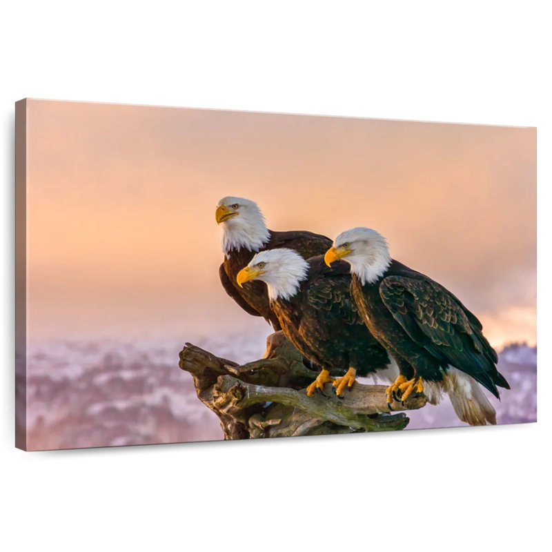 Brampt Three American Bald Eagles, H 8 po x l 12 po