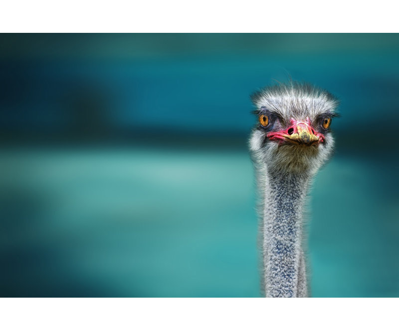 Wrapped Canvas Print, 91.44 cm H x 60.96 cm W