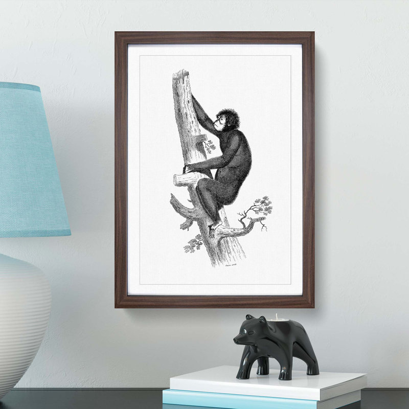 Orangutan in Black and White by George Shaw - Picture Frame Drawing Print, 36cm H x 27cm W x 2cm D, Walnut Framed