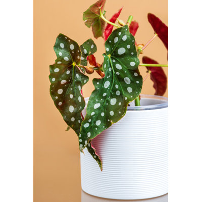 " Maculata Plant "