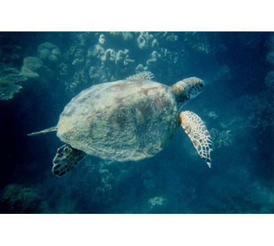 « green turtle » par jason pierce-reproduction de photo