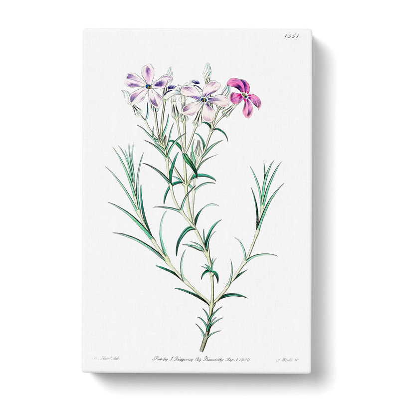 Purple Phlox Flowers - Wrapped Canvas, 50cm H x 35cm W x 3cm D