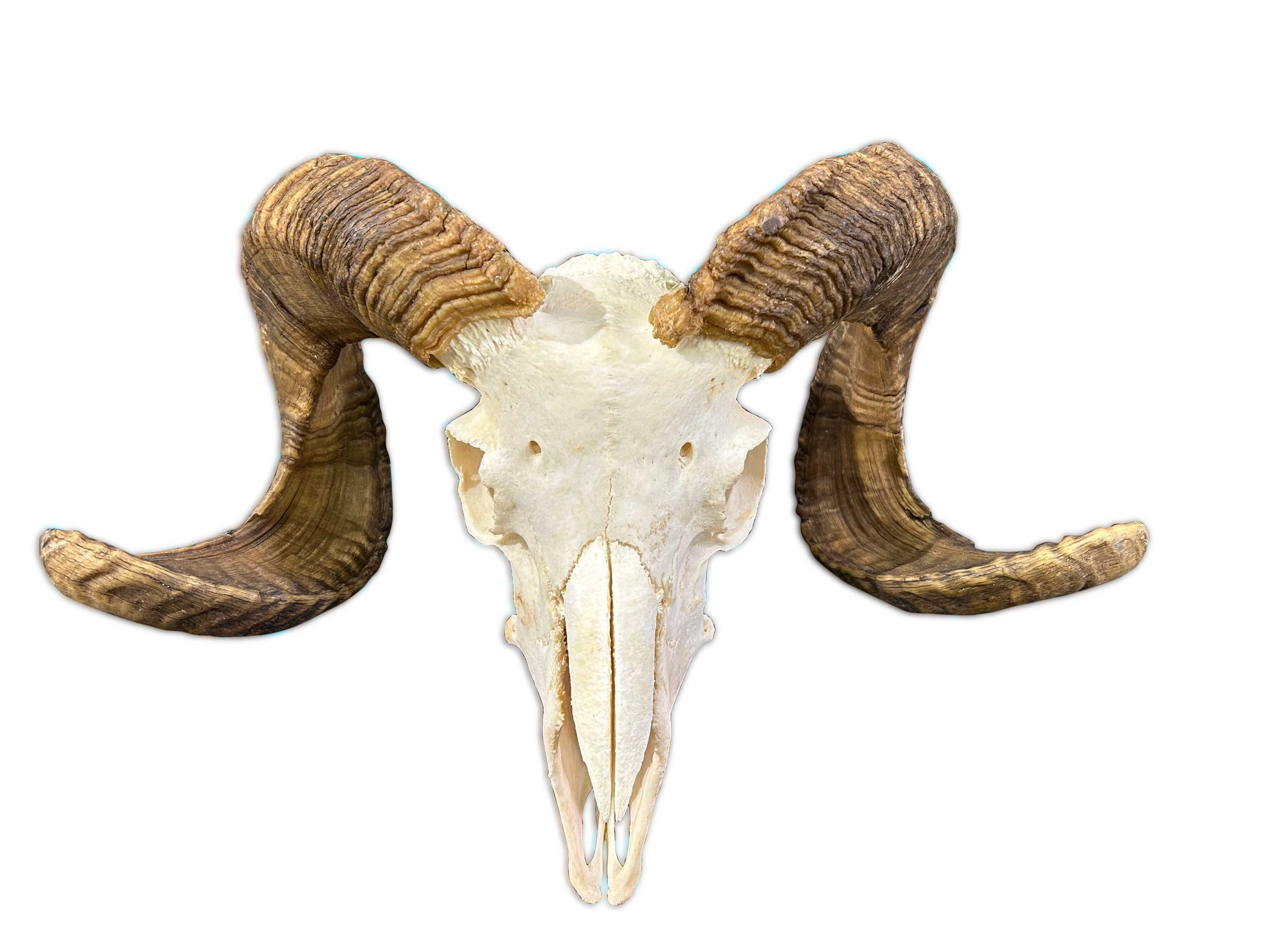 Foundry Select Trophy Size Real Ram Skull Wayfair