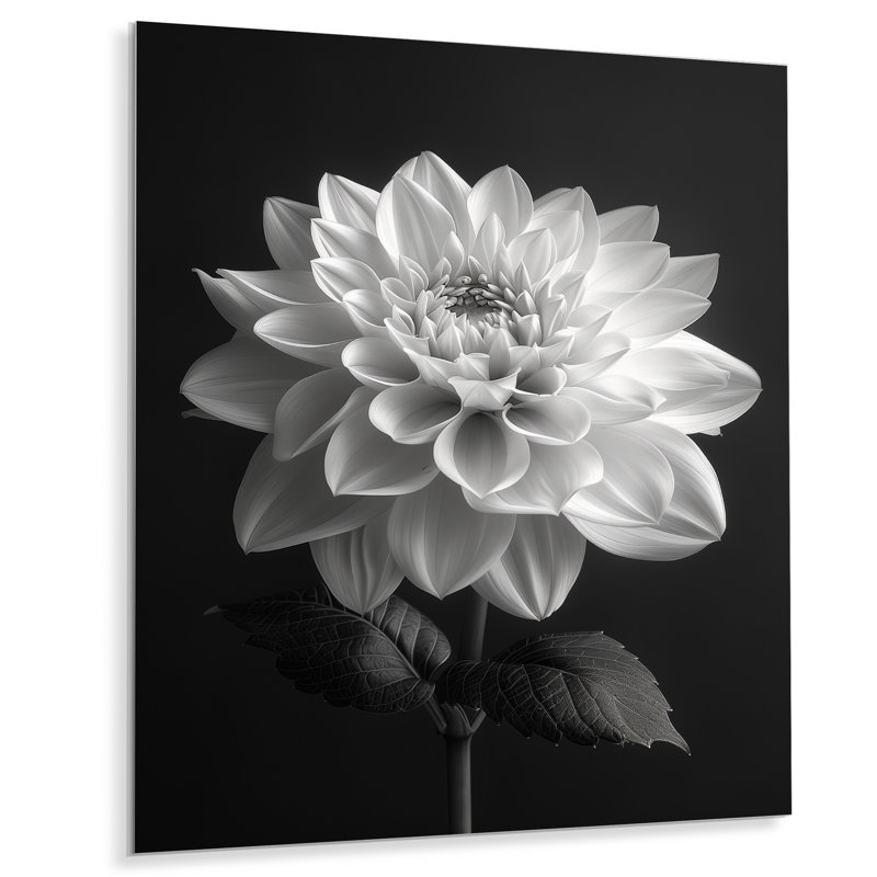 Élégante impression monochrome de Dahlia noir et blanc II - Dahlia, Sans cadre, métal, H 30 po x l 40 po