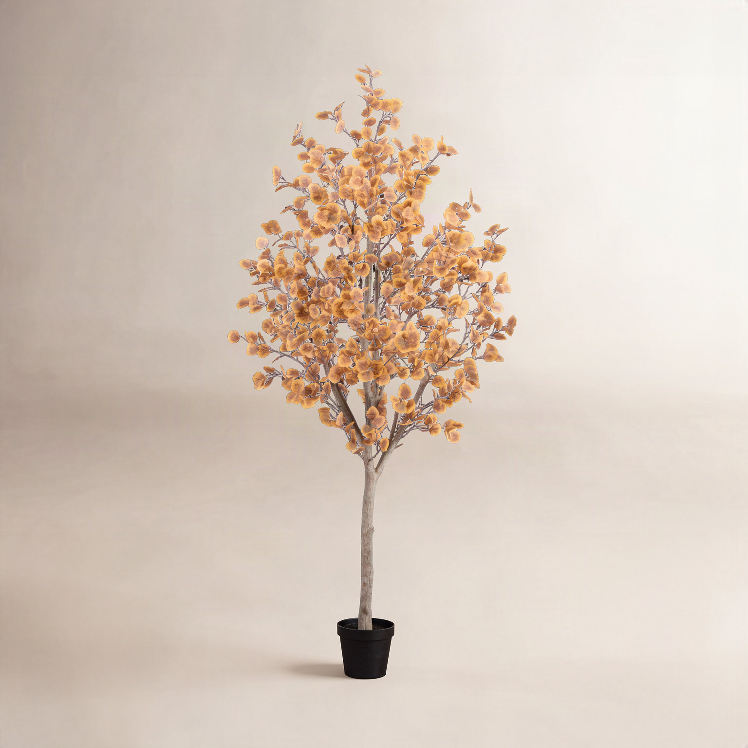 Eucalyptus Tree in Nursery Pot, 96" H x 46" W x 46" D