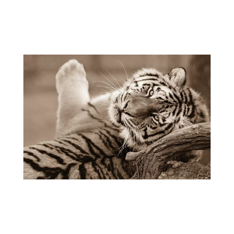 Tiger III by Goran Anastasovski - Wrapped Canvas Print, 20.32 cm H x 30.48 cm W