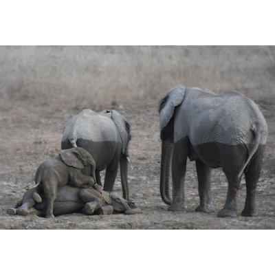 Brothers At Play by Scott Bennion - Wrapped Canvas Print