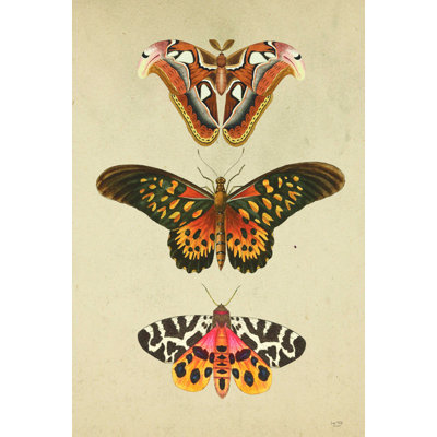 " Butterfly And Moths " by Lux + Me Designs