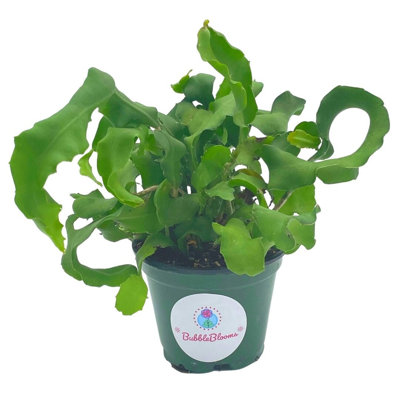 Curly Sue Big In 4 Inch Pot Epiphyllium Guatemalensis Mostrouse Curly Locks Or