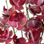 Pack of 6 x 80cm Cream Mini Orchid-89222307