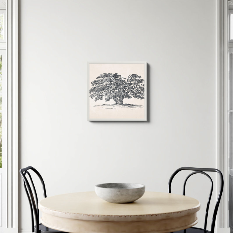 «Wide Oak Tree S Croquis» par Apolo, Non, H 20 po x l 20 po, Papier avec cadre unique blanc