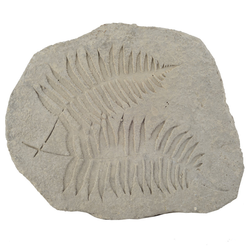 Décoration fossile Gannon