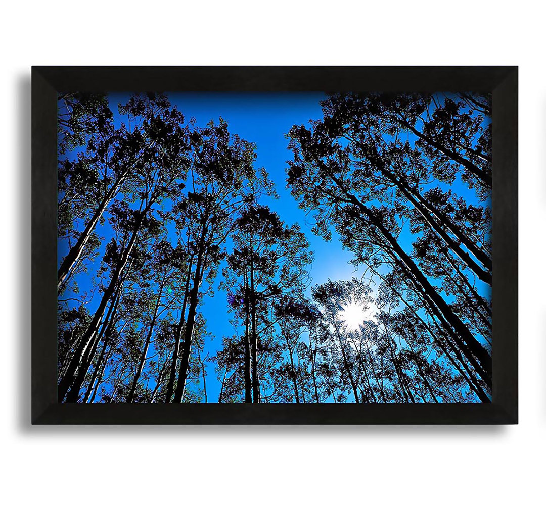 Gerahmtes Leinwandbild Blue Tree Top Skys