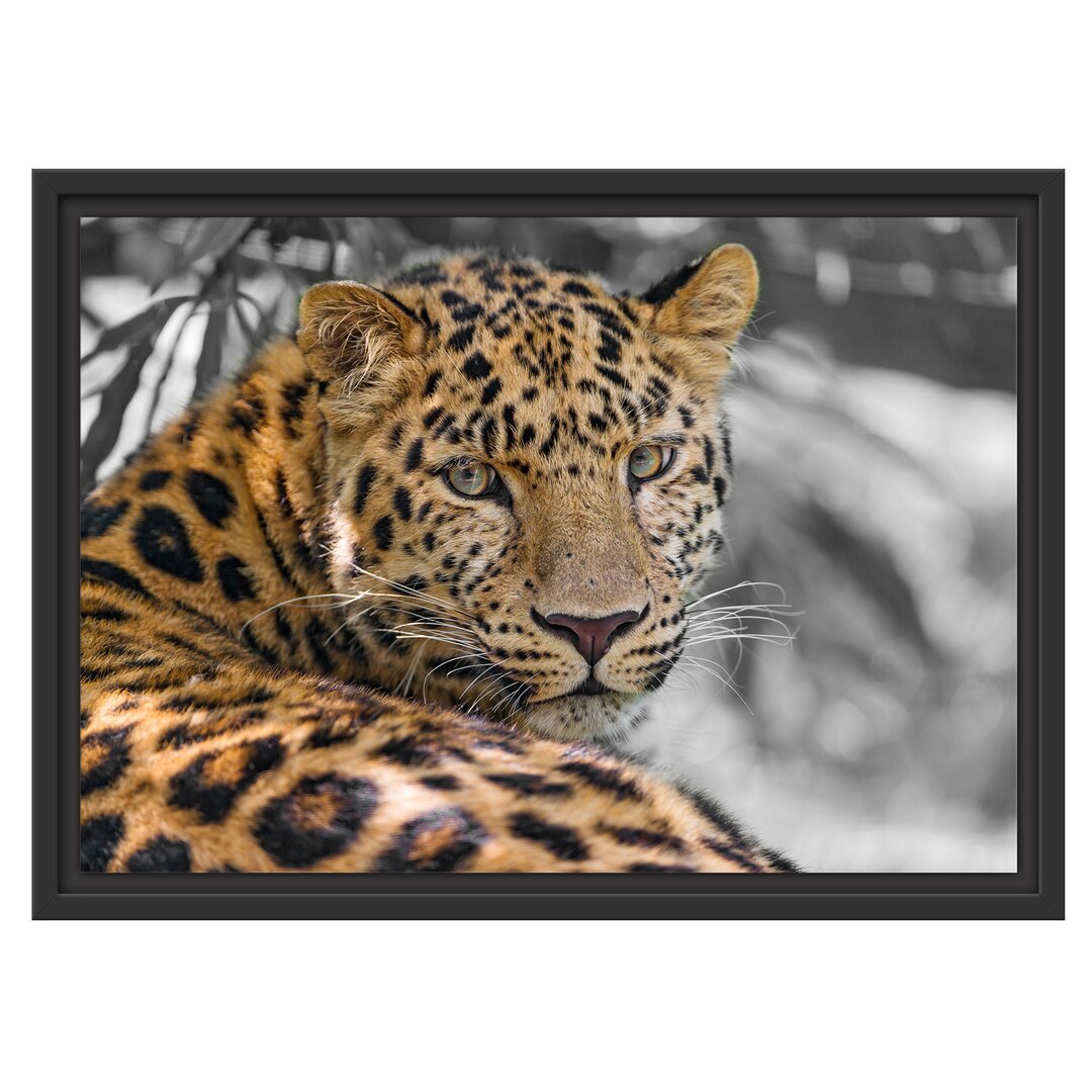 Leopard Gerahmter Fotokunstdruck