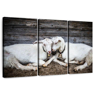 Brampt Goat Love